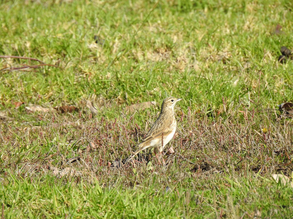 Australian Pipit - ML635740974