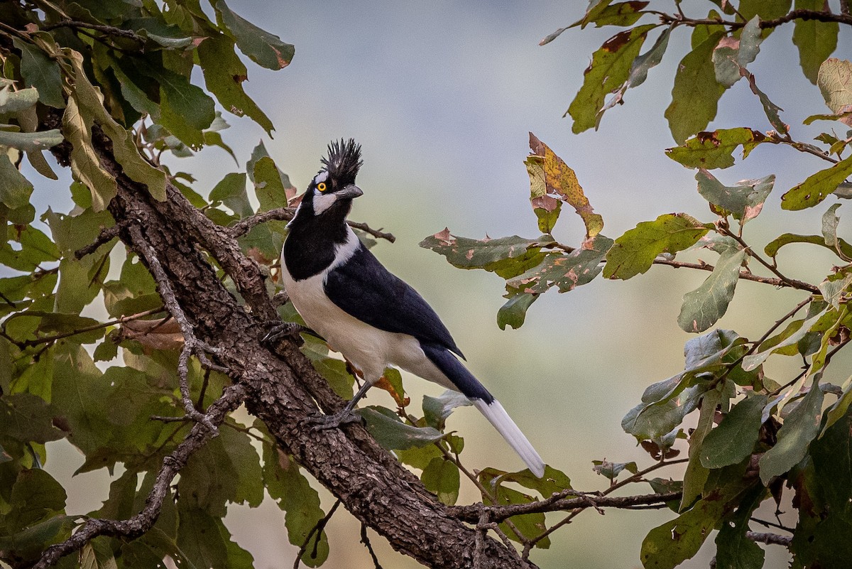 Tufted Jay - ML635740986