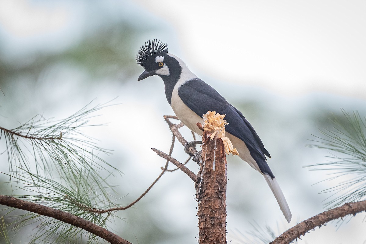 Tufted Jay - ML635740987