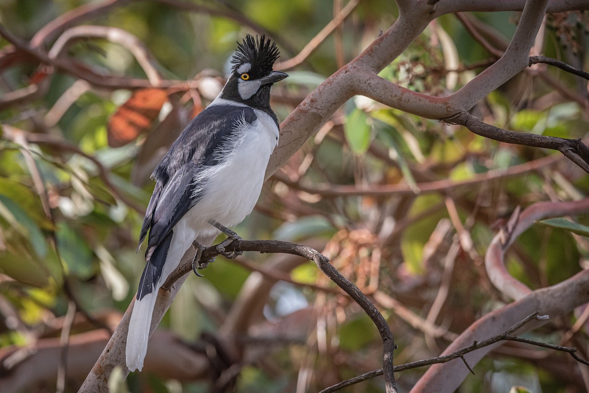 Tufted Jay - ML635740990
