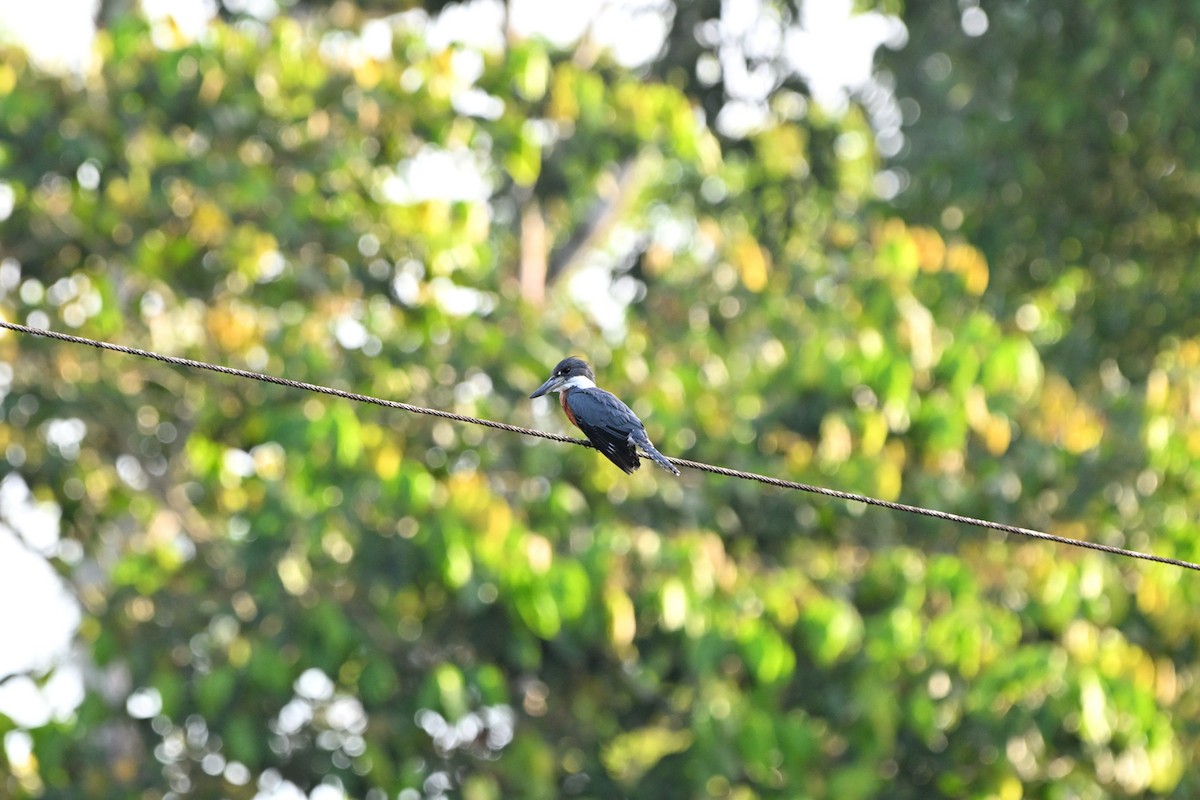 Ringed Kingfisher - ML635741047