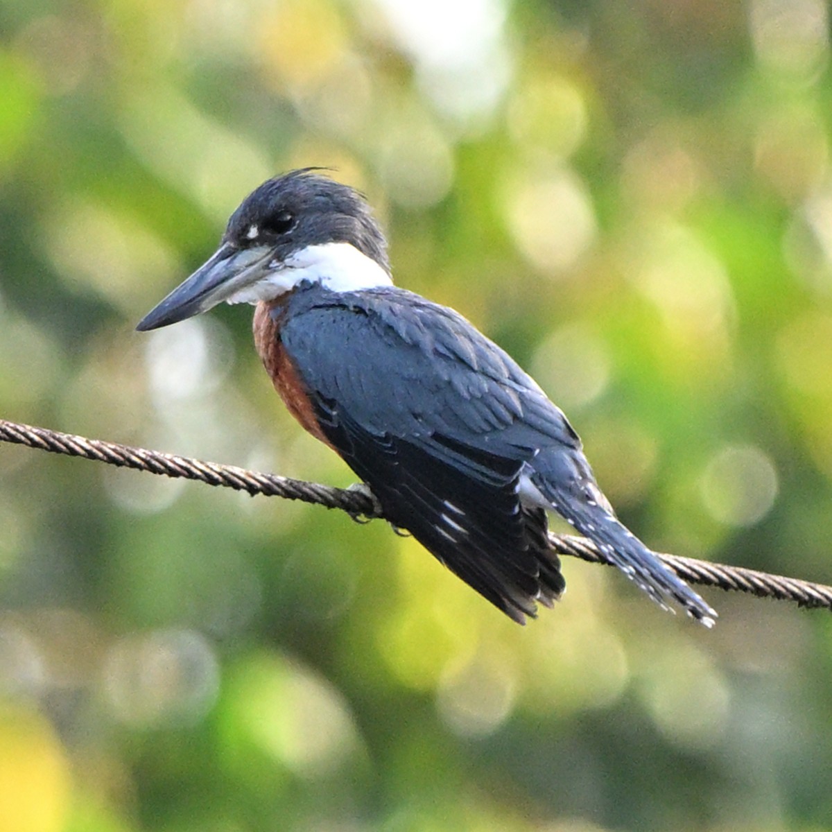 Ringed Kingfisher - ML635741048
