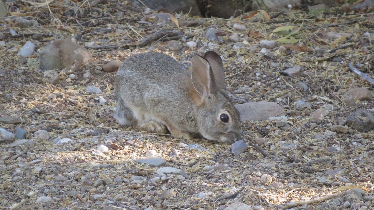 Desert Cottontail - ML635741067