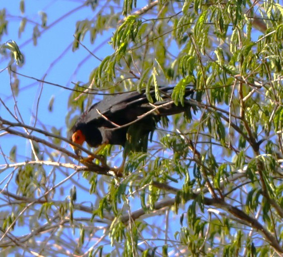 Black Caracara - ML635741087