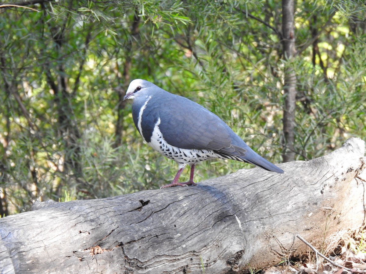 Wonga Pigeon - ML635741088