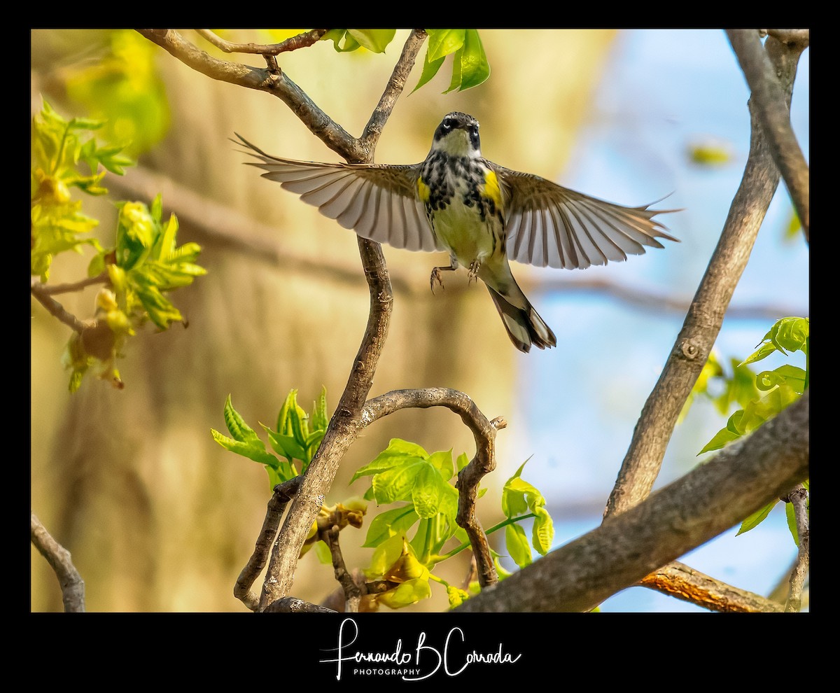 Reinita Coronada (coronata) - ML635741121