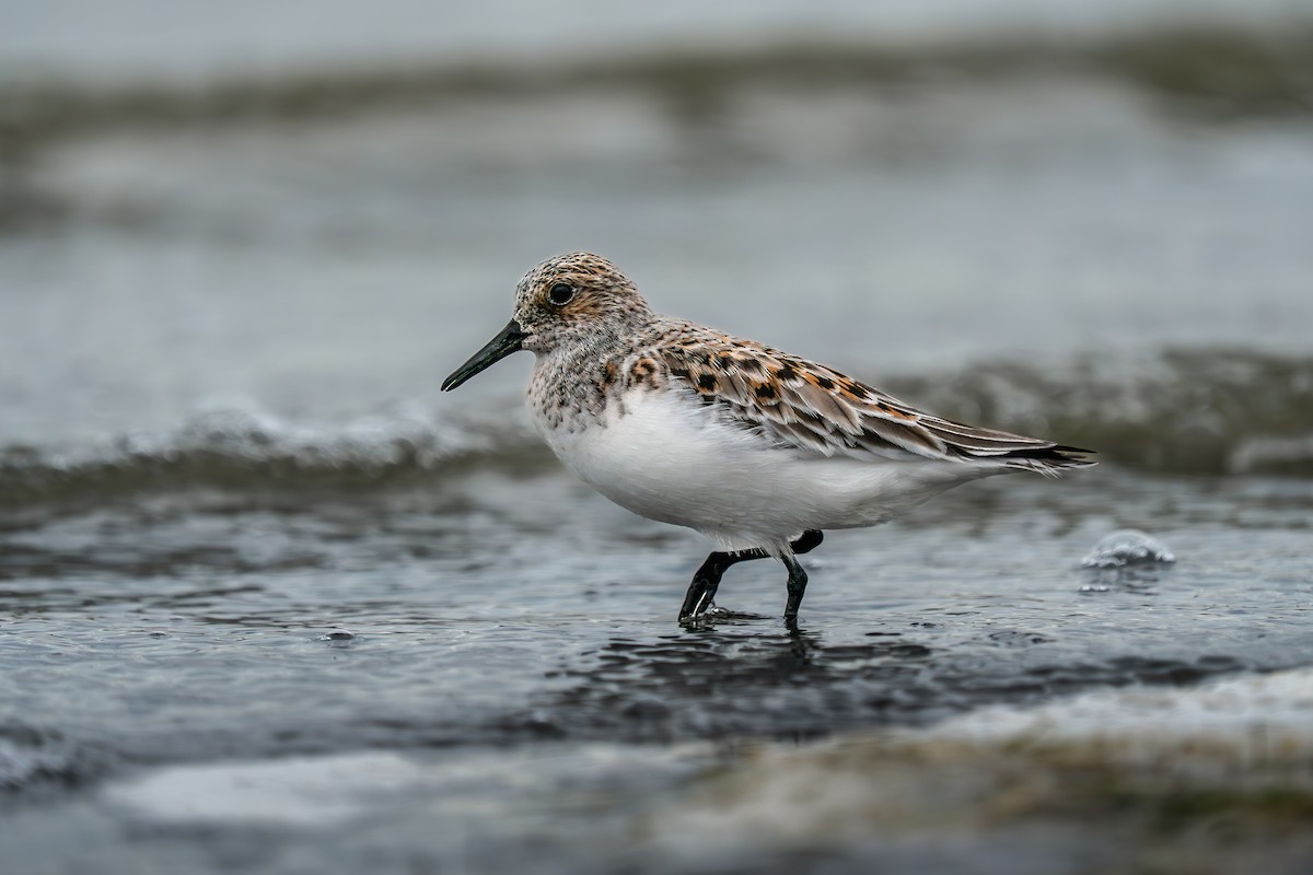 Sanderling - ML635741137