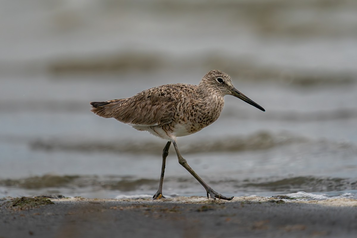 Willet - ML635741146