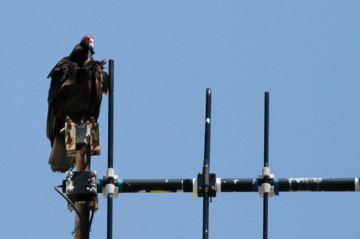 Turkey Vulture - ML635741405