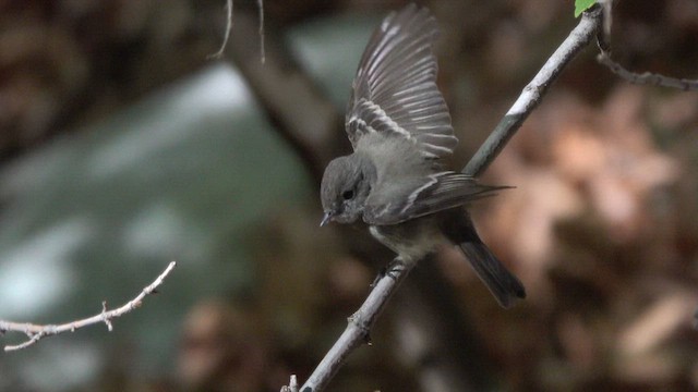 Hammond's Flycatcher - ML635741433
