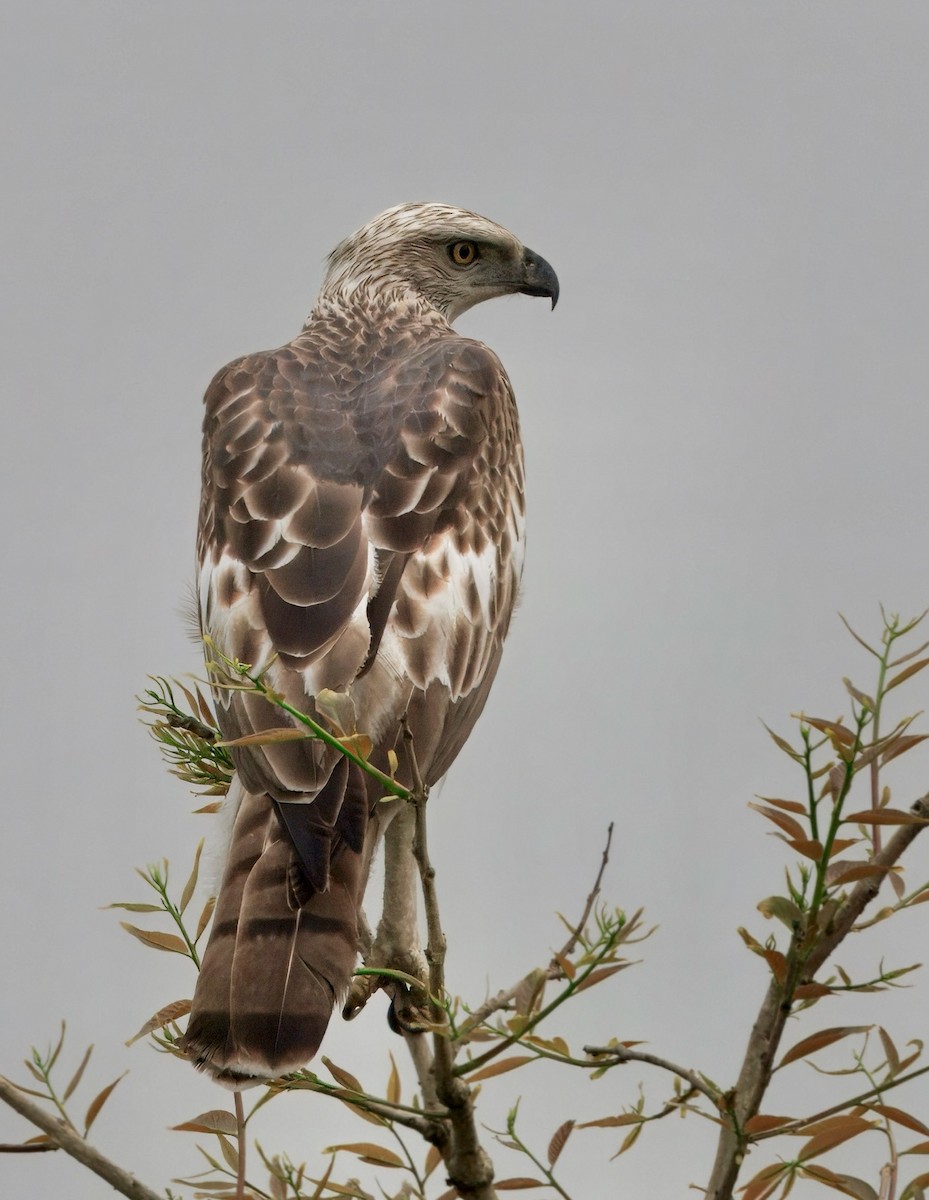 インドクマタカ - ML635741447