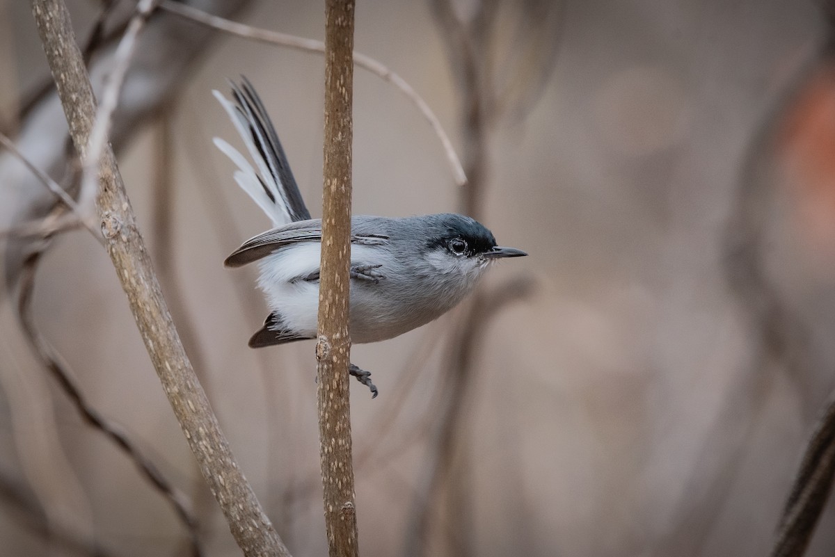 Black-capped Gnatcatcher - ML635741459