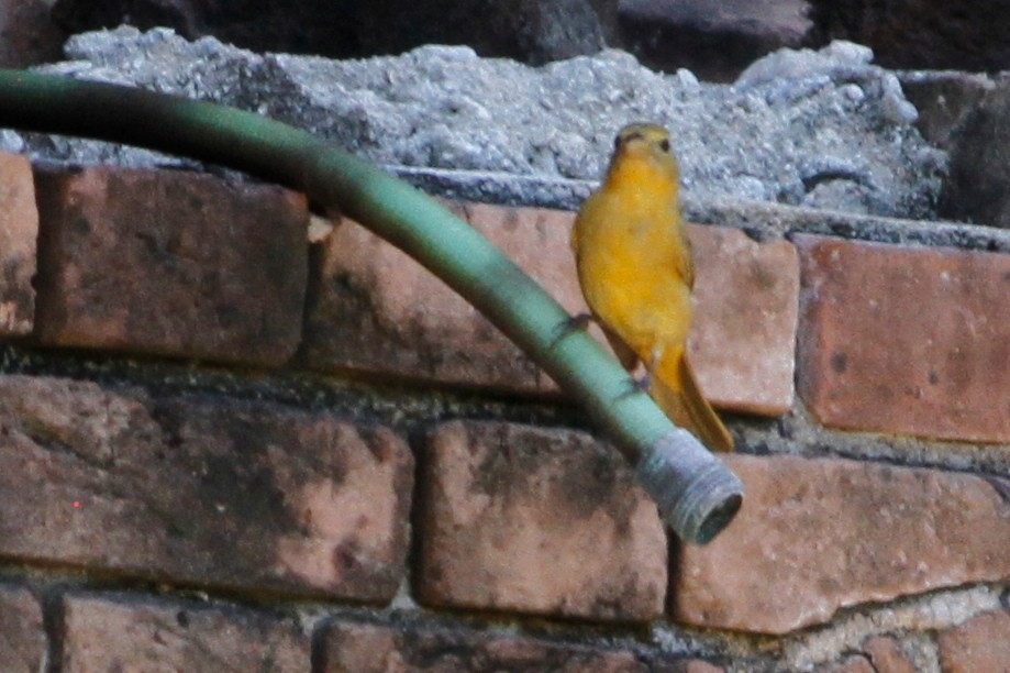 Summer Tanager - ML635741508