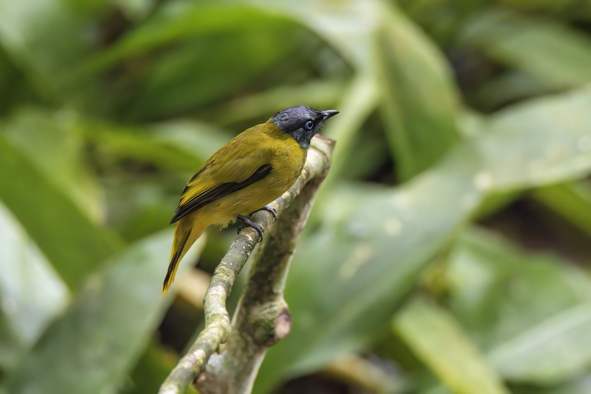 Black-headed Bulbul - ML635741522