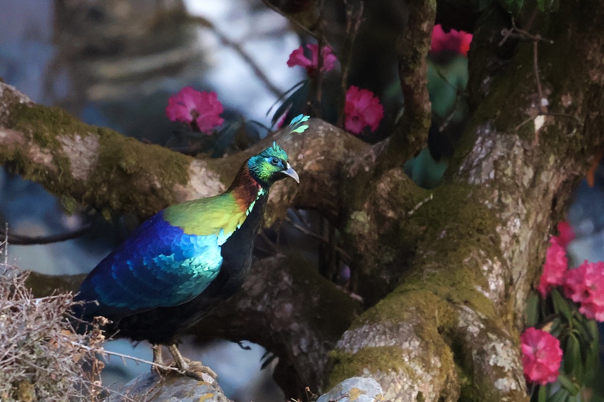 Himalayan Monal - ML635741591