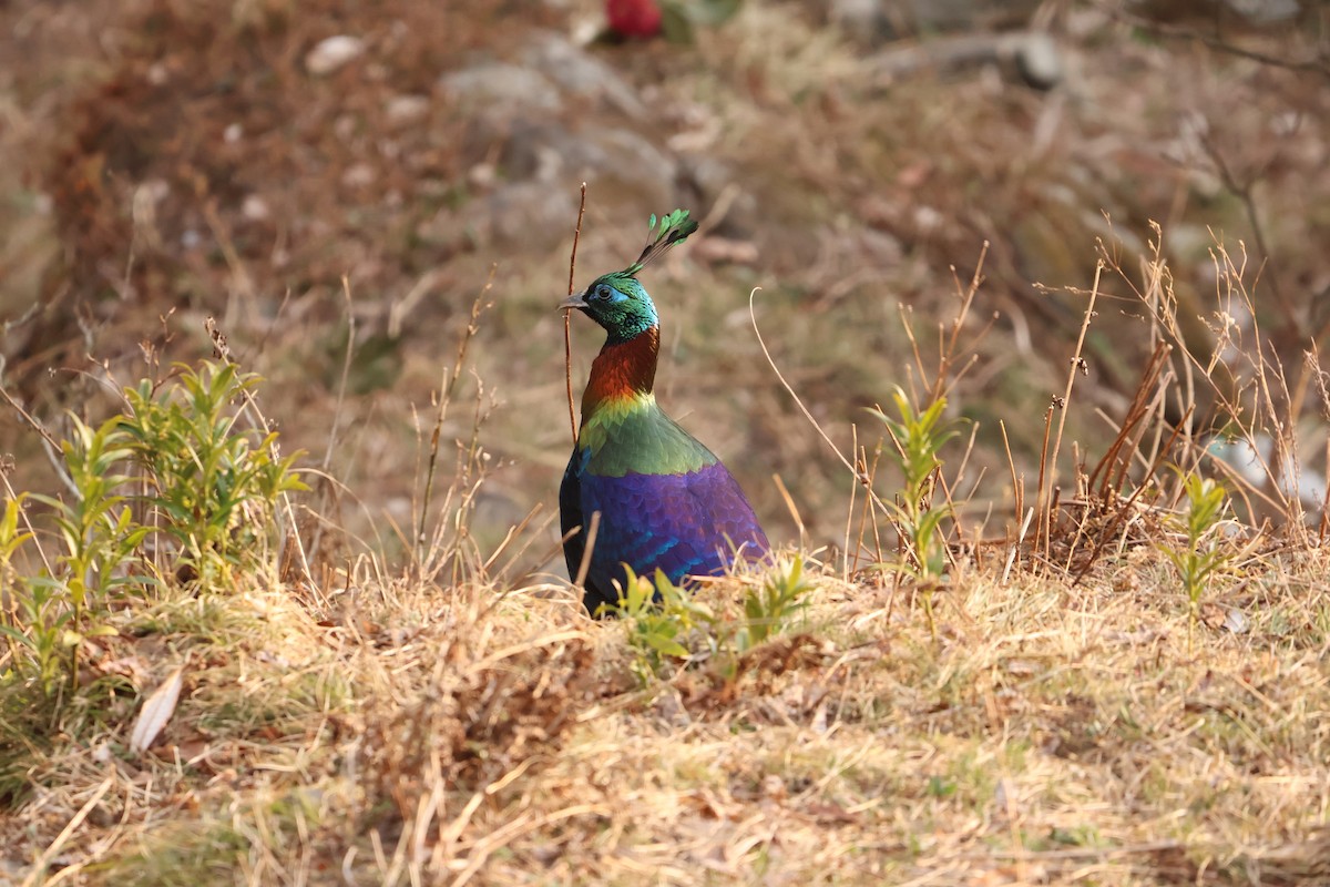 Himalayan Monal - ML635741594