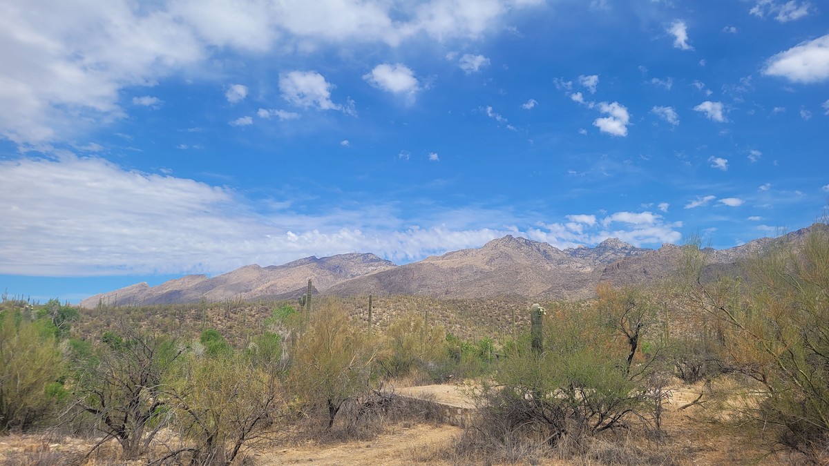 null - ML635741599