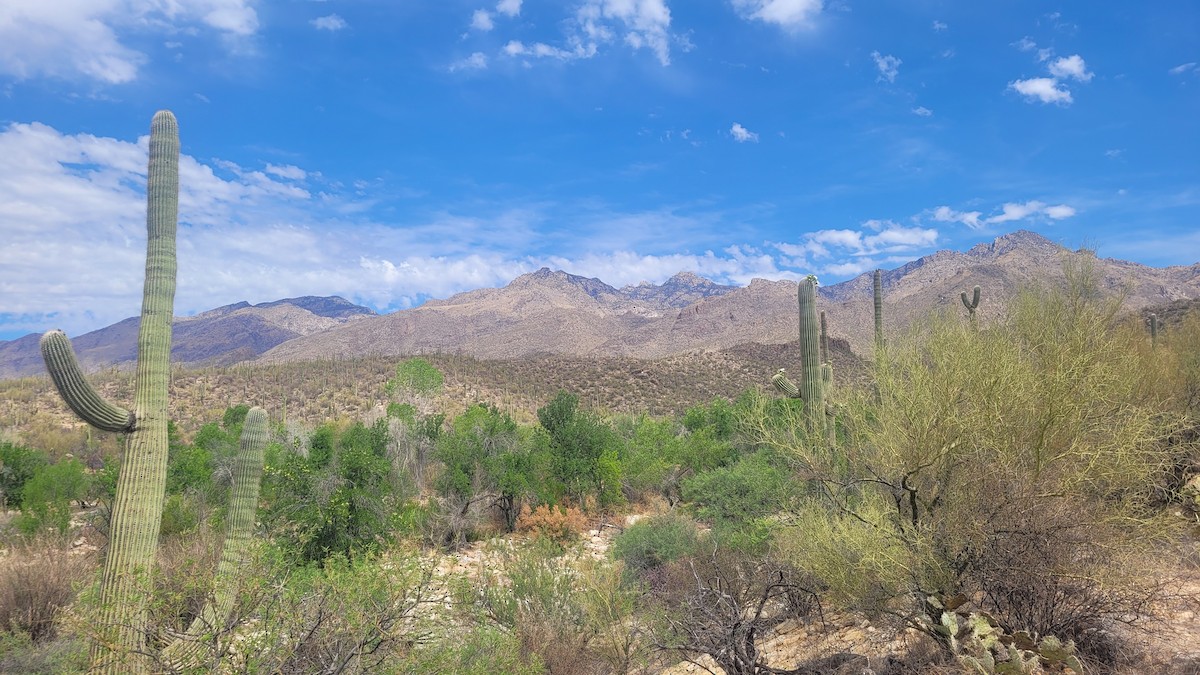 null - ML635741603