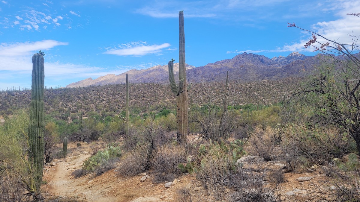 null - ML635741608