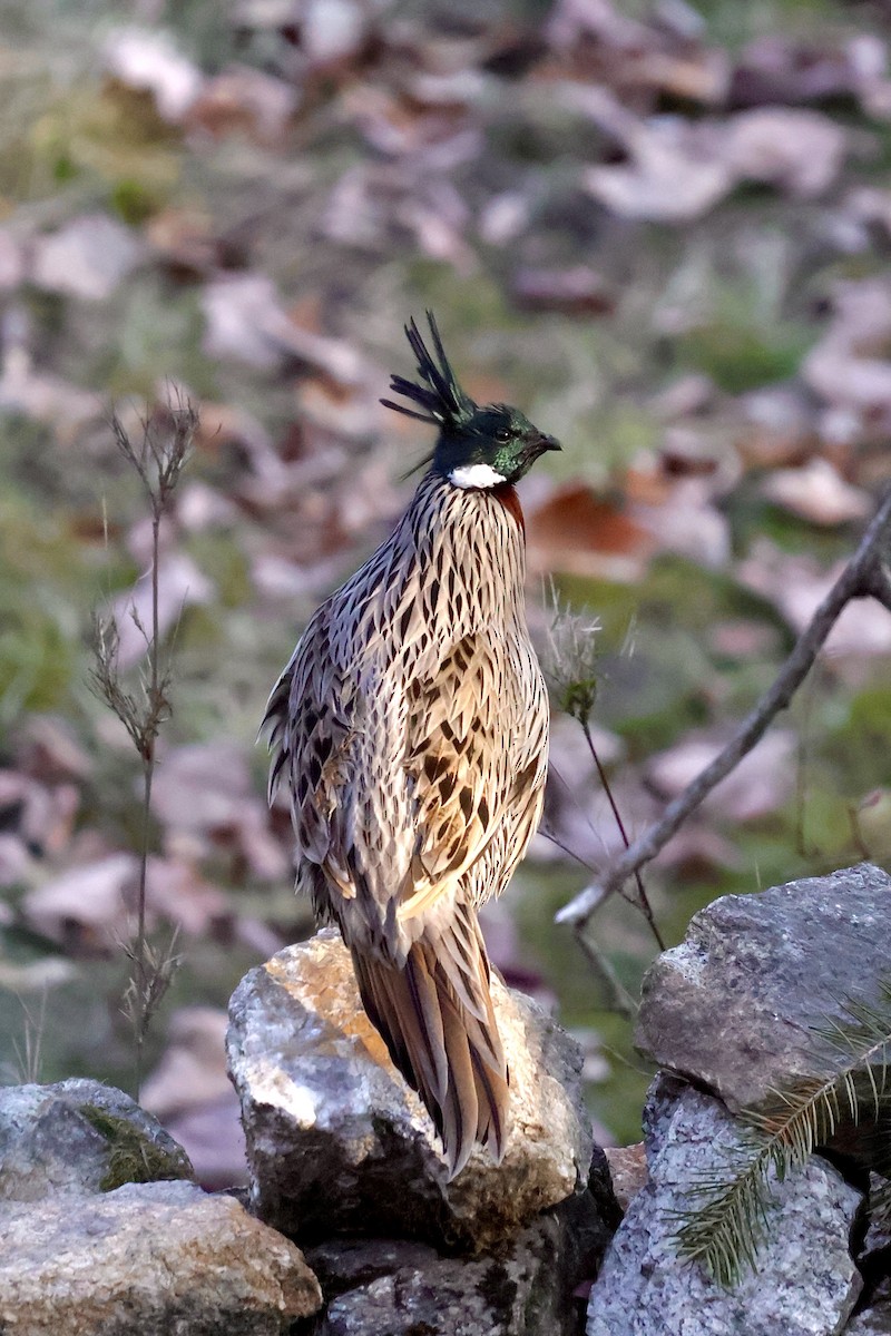 Koklass Pheasant - ML635741614