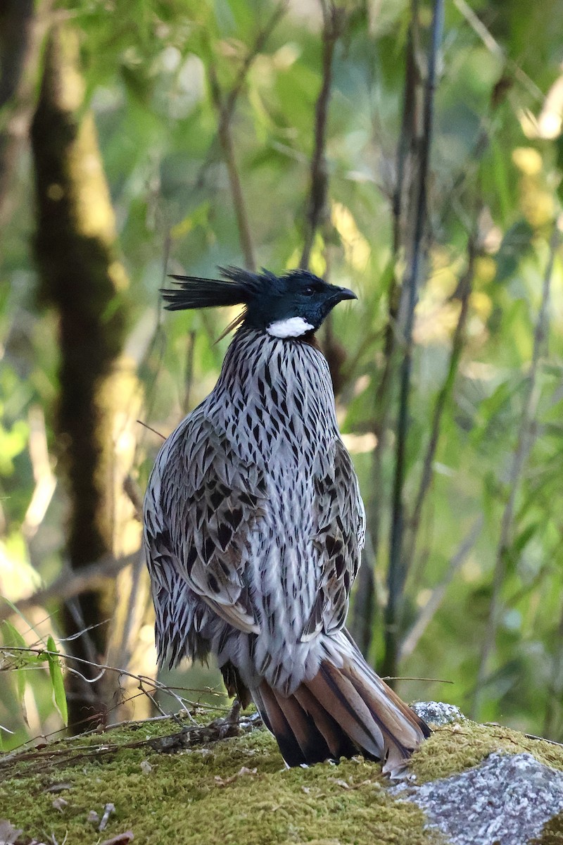 Koklass Pheasant - ML635741615