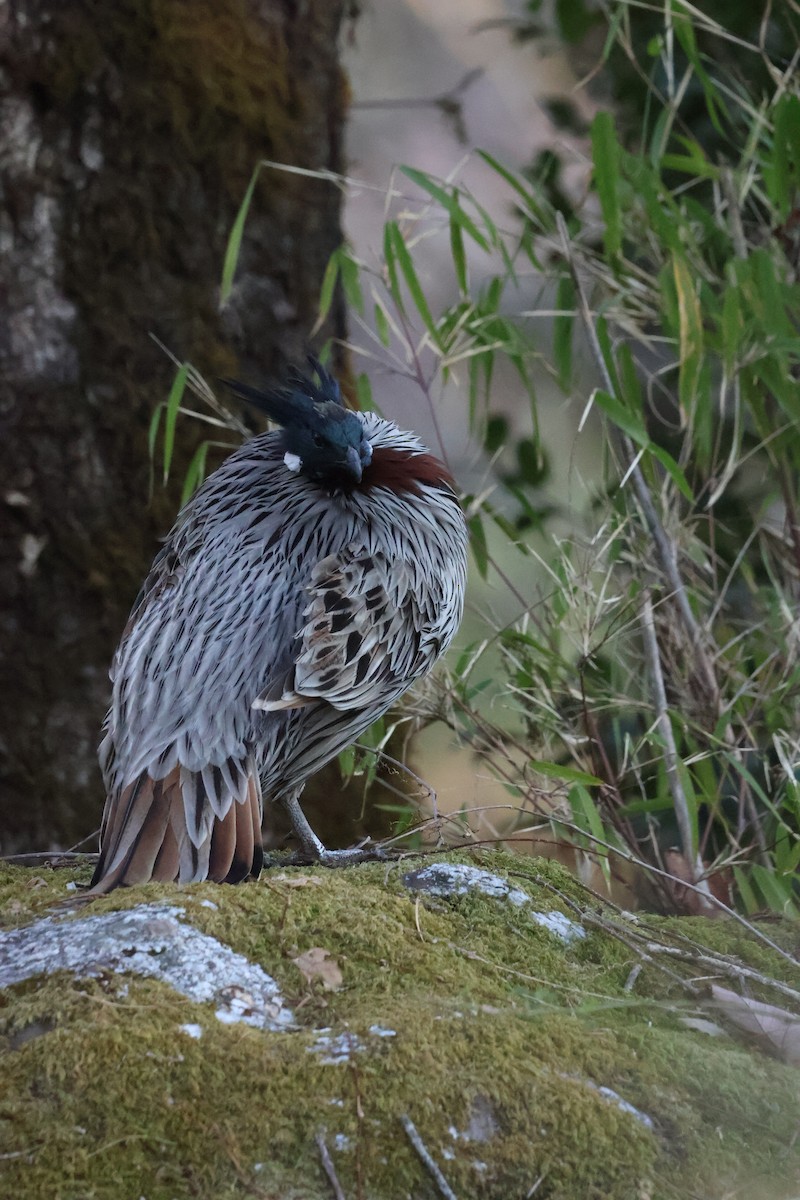 Koklass Pheasant - ML635741616