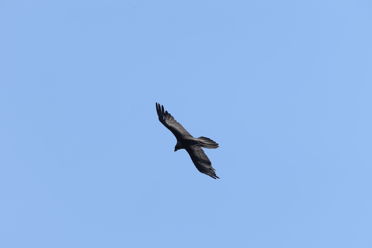 Bearded Vulture - ML635741630