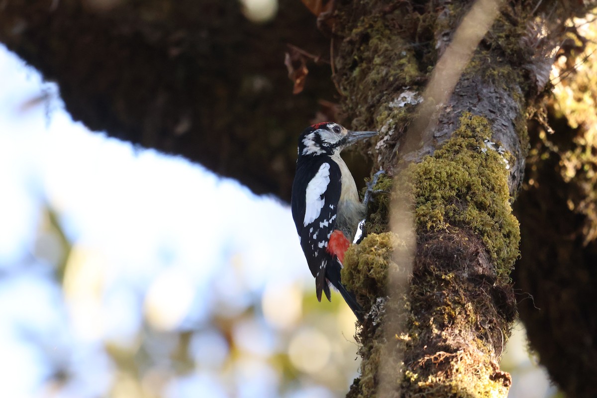 Himalayan Woodpecker - ML635741673