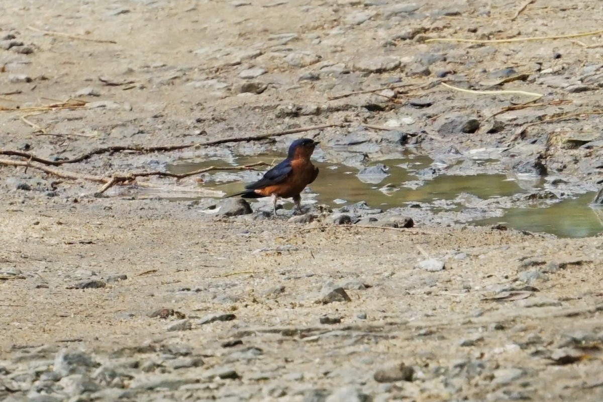 Sri Lanka Swallow - ML635741677