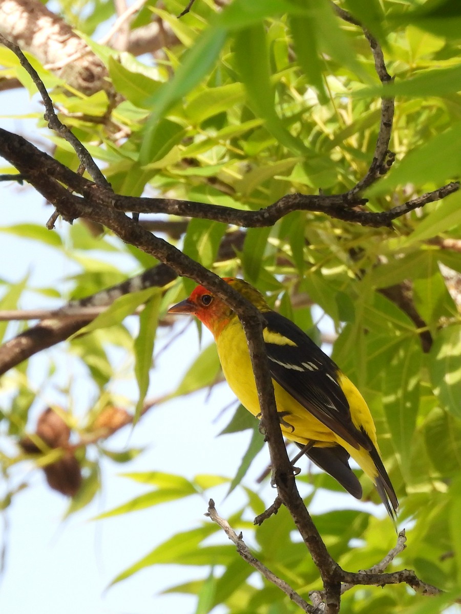 Western Tanager - ML635741690
