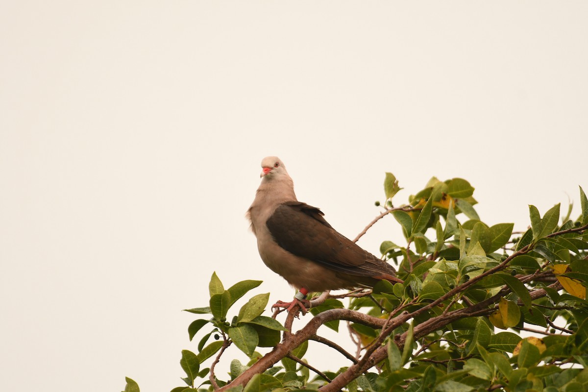 Pink Pigeon - ML635741698