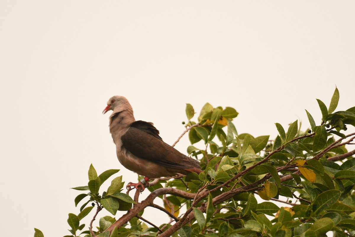 Pink Pigeon - ML635741700