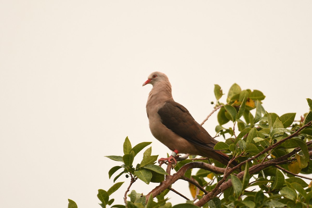Pink Pigeon - ML635741710