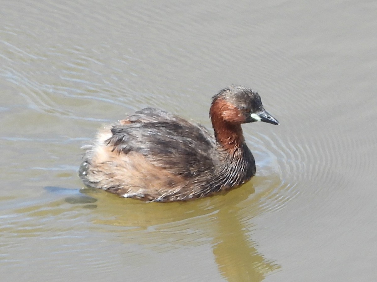 Little Grebe - ML635741715