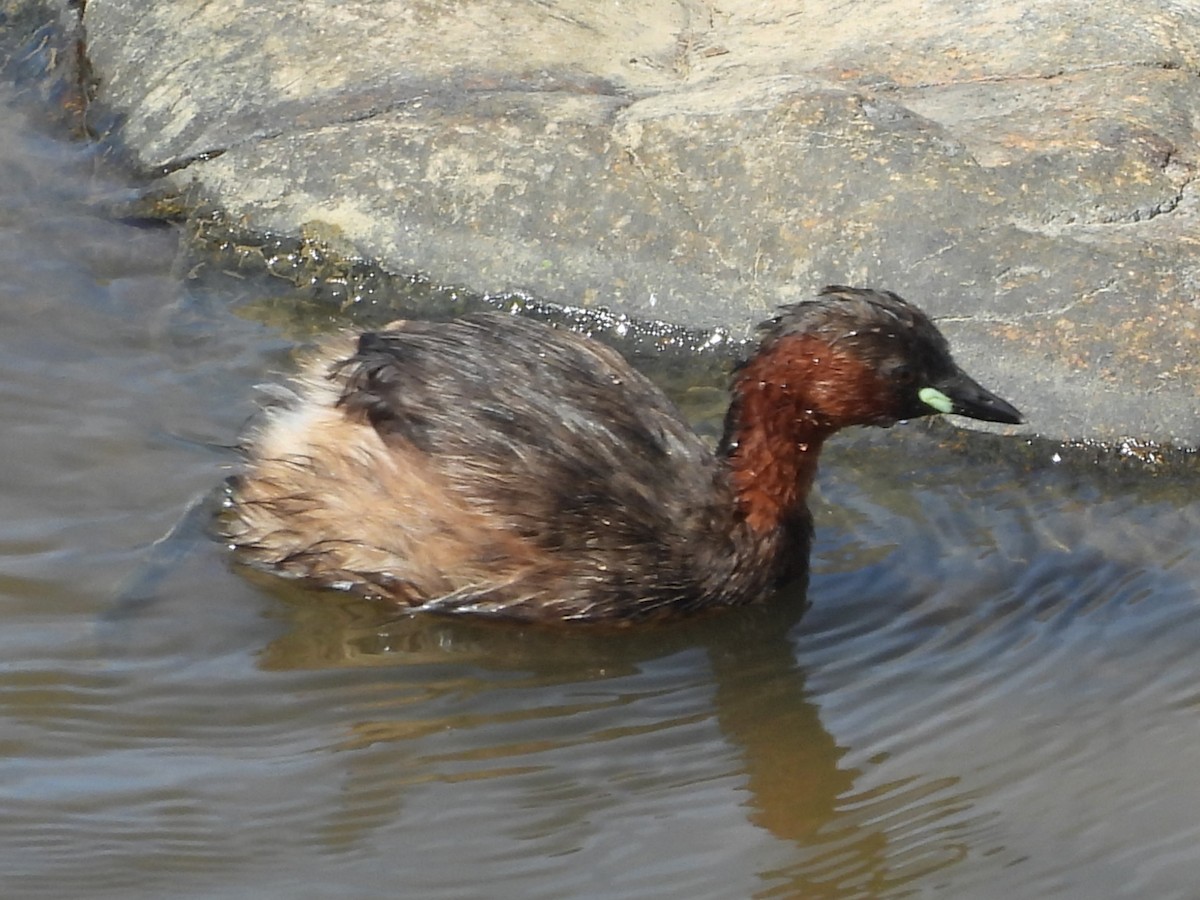 Little Grebe - ML635741716