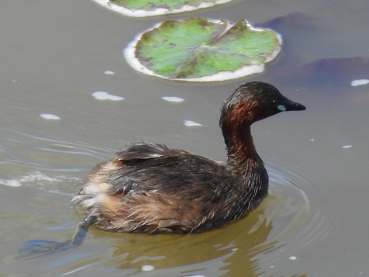 Little Grebe - ML635741717