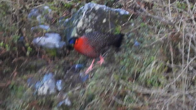 Satyr Tragopan - ML635741737