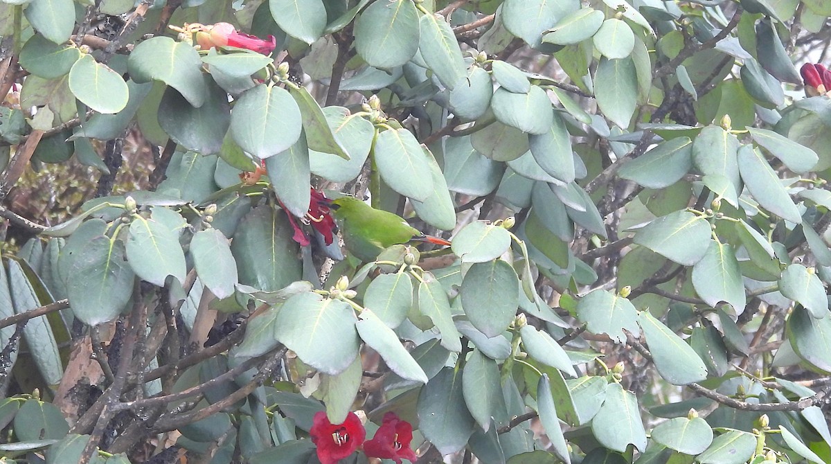 Timalí Melero - ML635741780