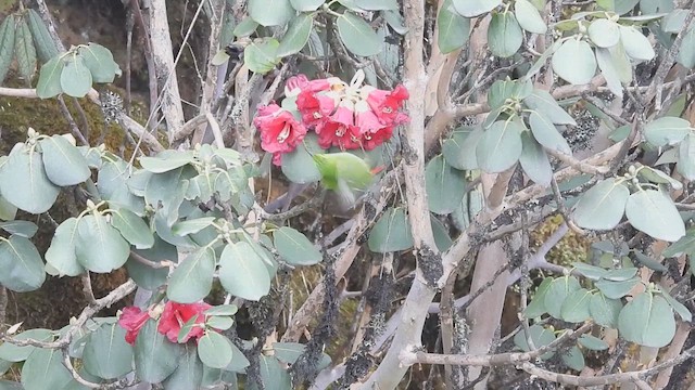 Timalí Melero - ML635741785