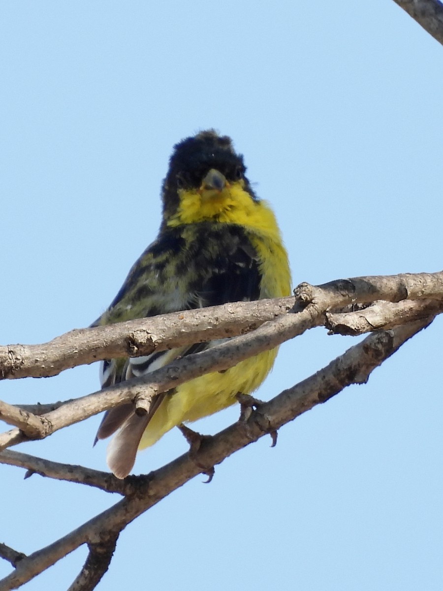 Lesser Goldfinch - ML635741794