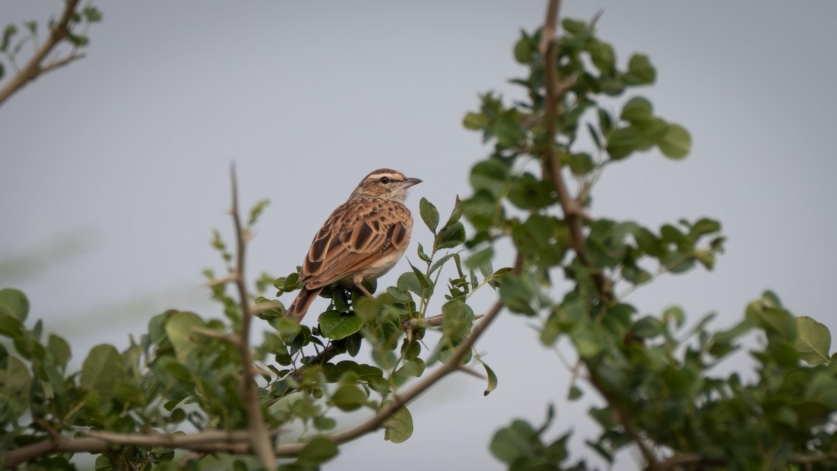 Fawn-colored Lark (Foxy) - ML635741798