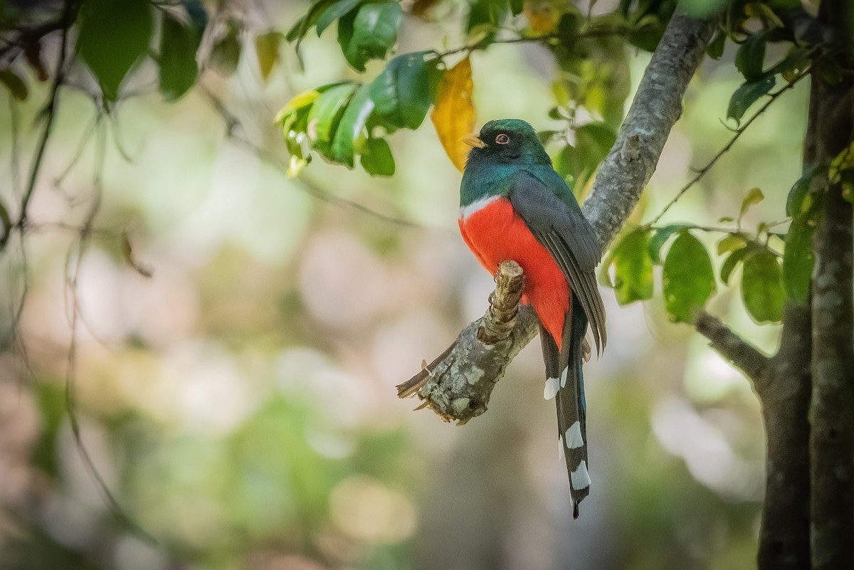 Mountain Trogon - ML635741807
