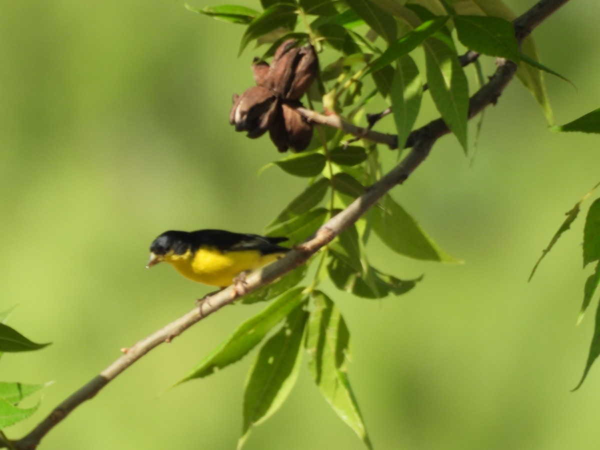 Lesser Goldfinch - ML635741809