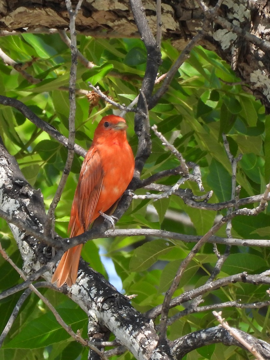 Summer Tanager - ML635741839