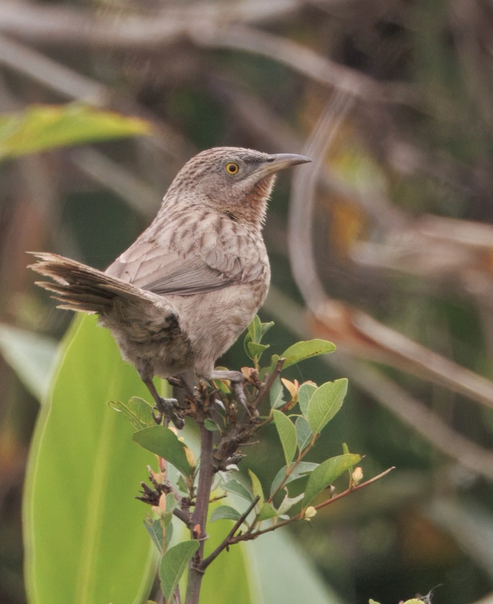 セジマヤブチメドリ - ML635741842