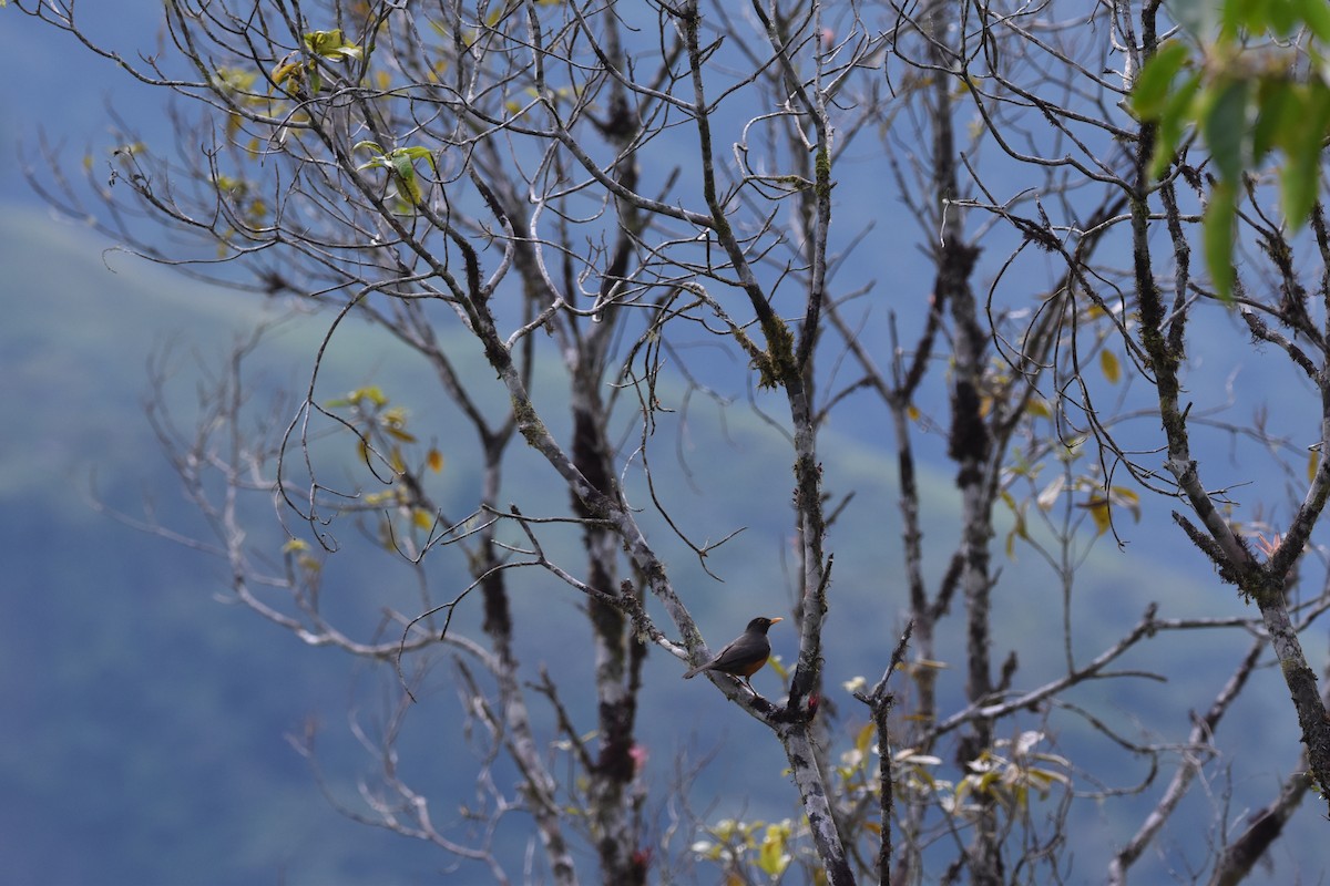 Chestnut-bellied Thrush - ML635741856