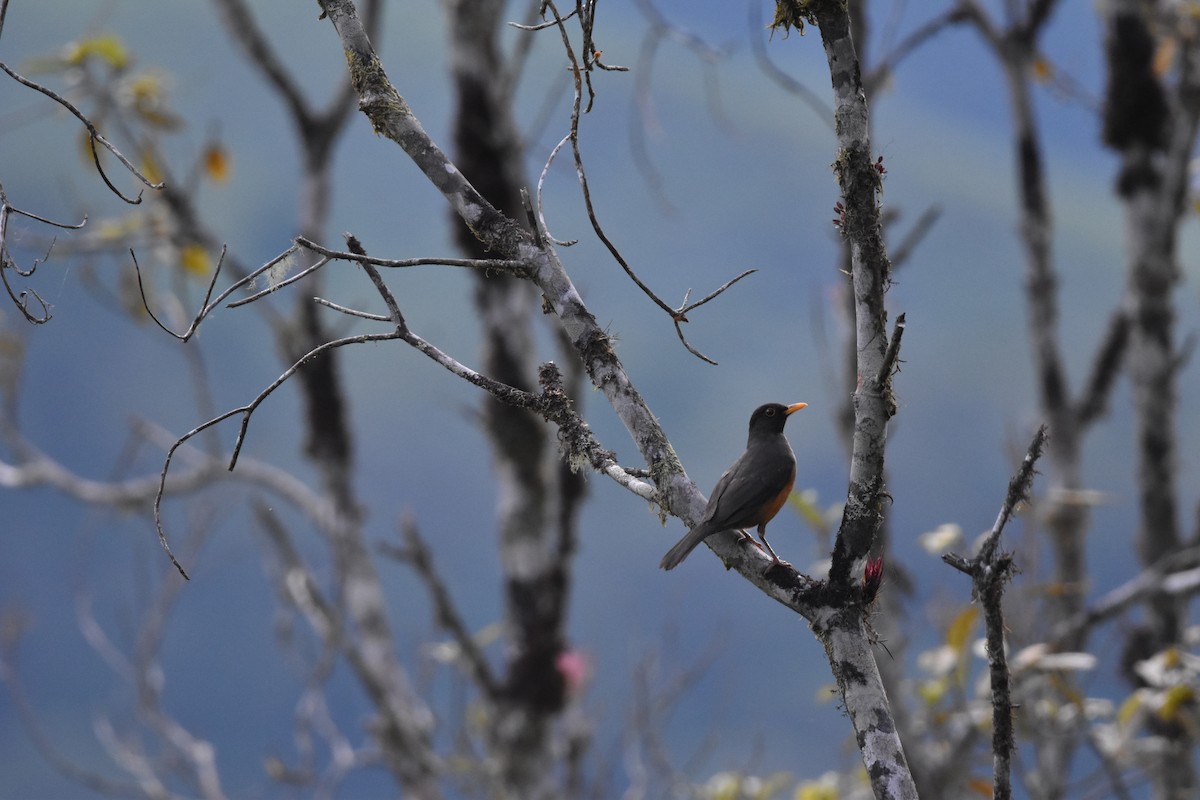 Chestnut-bellied Thrush - ML635741857