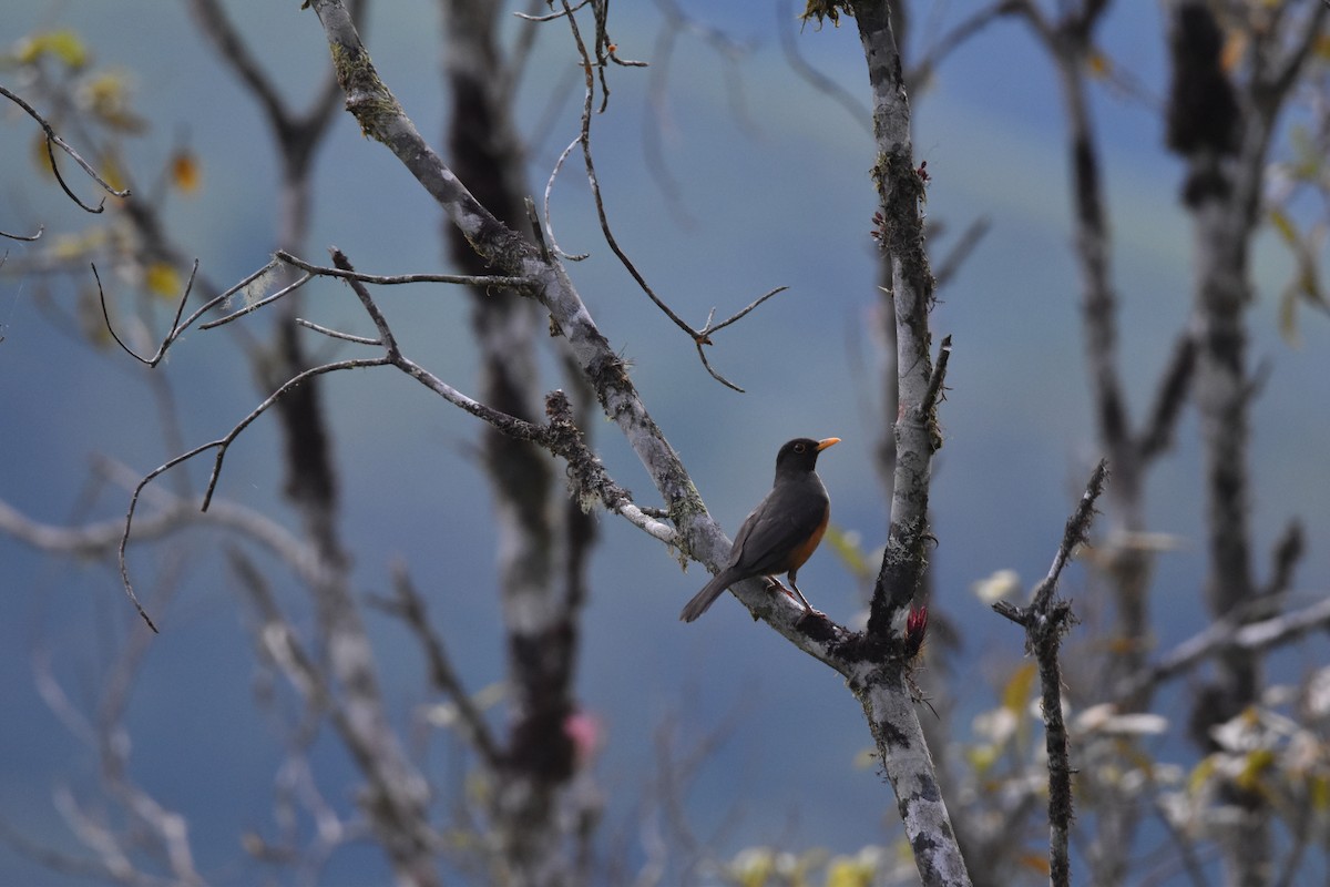 Chestnut-bellied Thrush - ML635741858