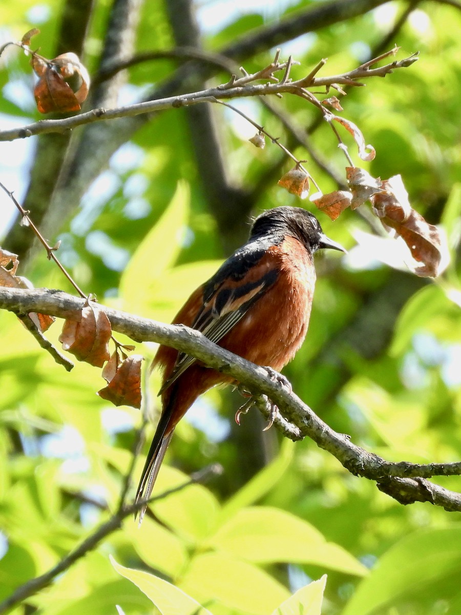 Orchard Oriole - ML635741878