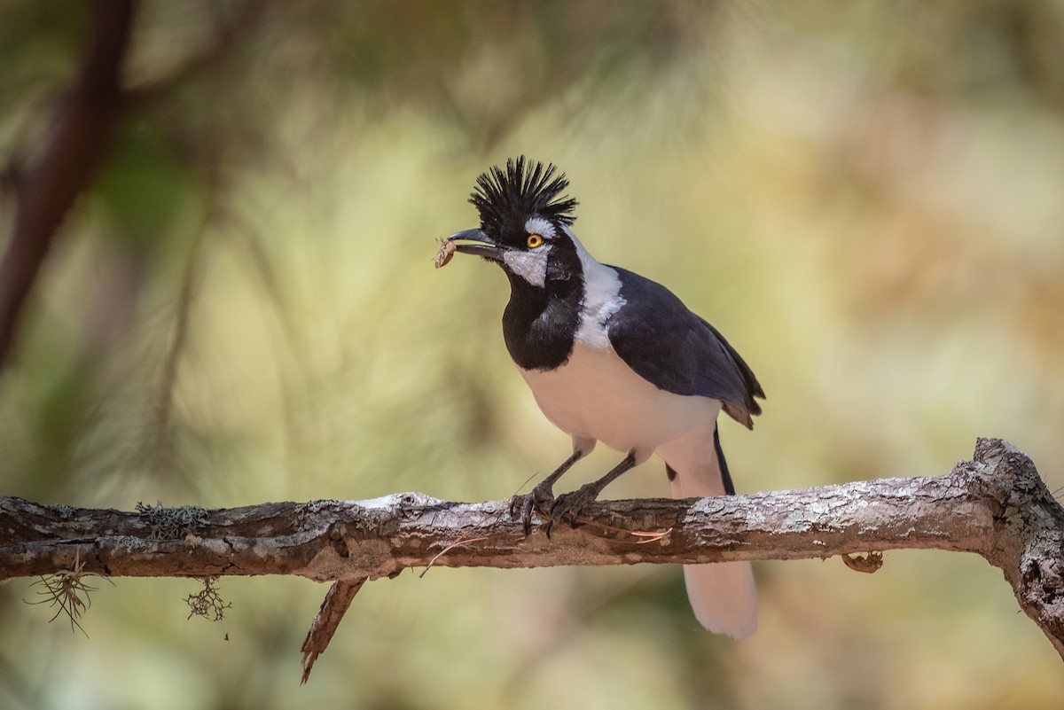 Tufted Jay - ML635741911